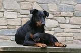 BEAUCERON - ADULTS and PUPPIES 057
